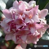 沈丁花満開