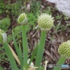 ねぎ坊主