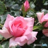 初夏の薔薇