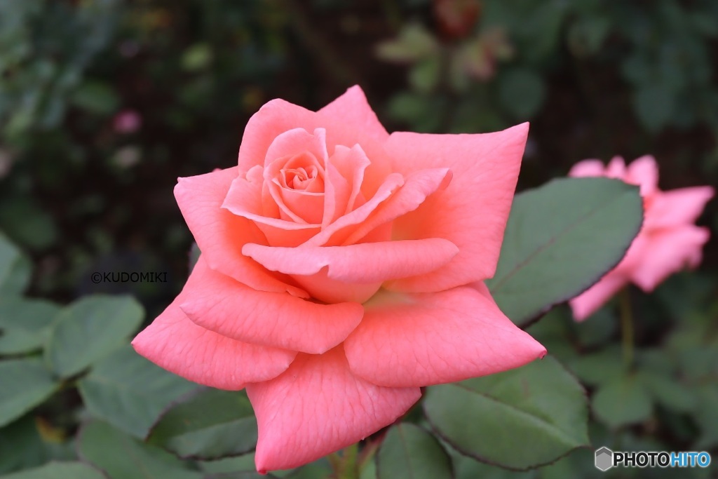 公園で秋の薔薇