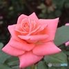 公園で秋の薔薇