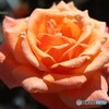 秋薔薇