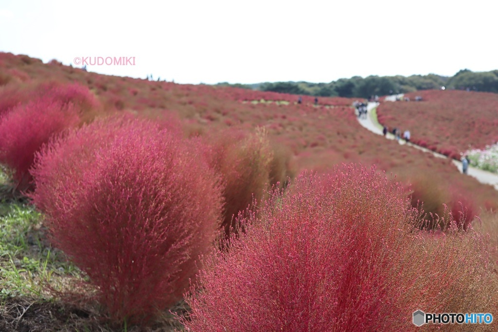見ごろ終わるころ