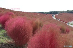 見ごろ終わるころ