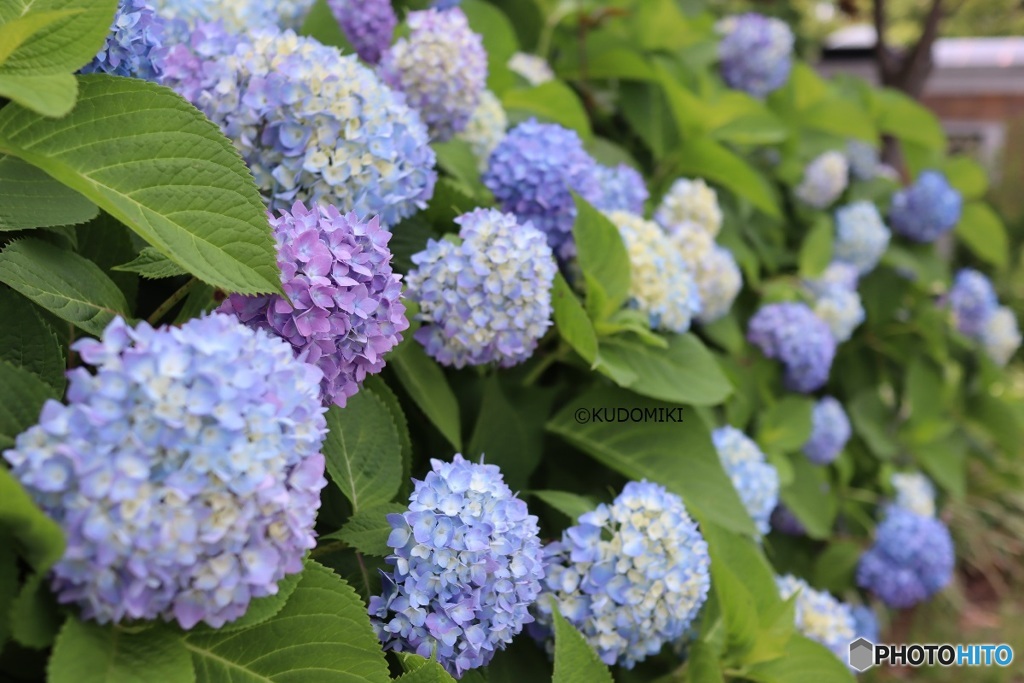 紫陽花