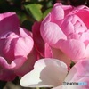 ふくらむ薔薇のつぼみ