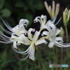 白い彼岸花