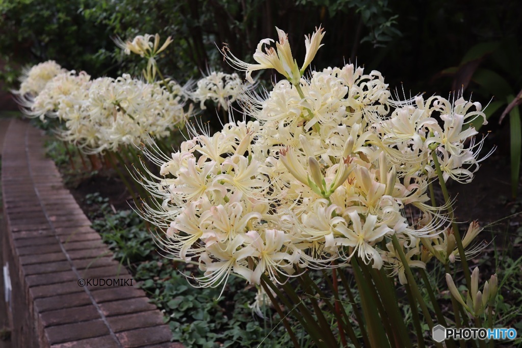 白花わんさか