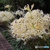 白花わんさか
