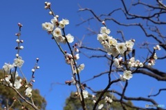 公園の梅林で