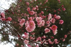 あちこちで開花中