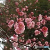 あちこちで開花中