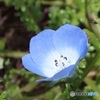早くもネモフィラ