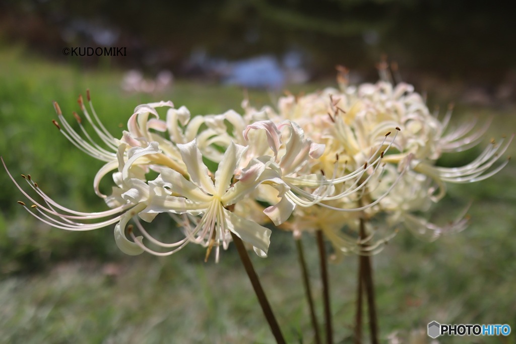 白花曼殊沙華