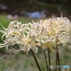 白花曼殊沙華