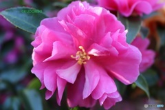 伊豆大島のサザンカ