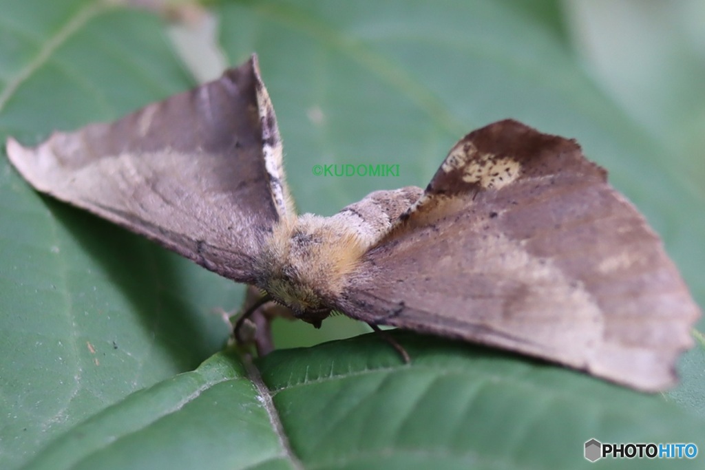 枯れ葉かと思った