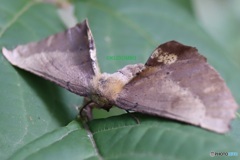 枯れ葉かと思った