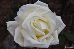 真冬の白薔薇