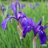 カキツバタ