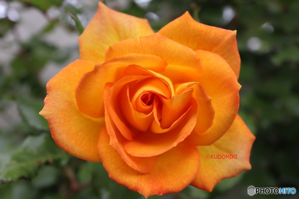 薔薇の橙色が好き