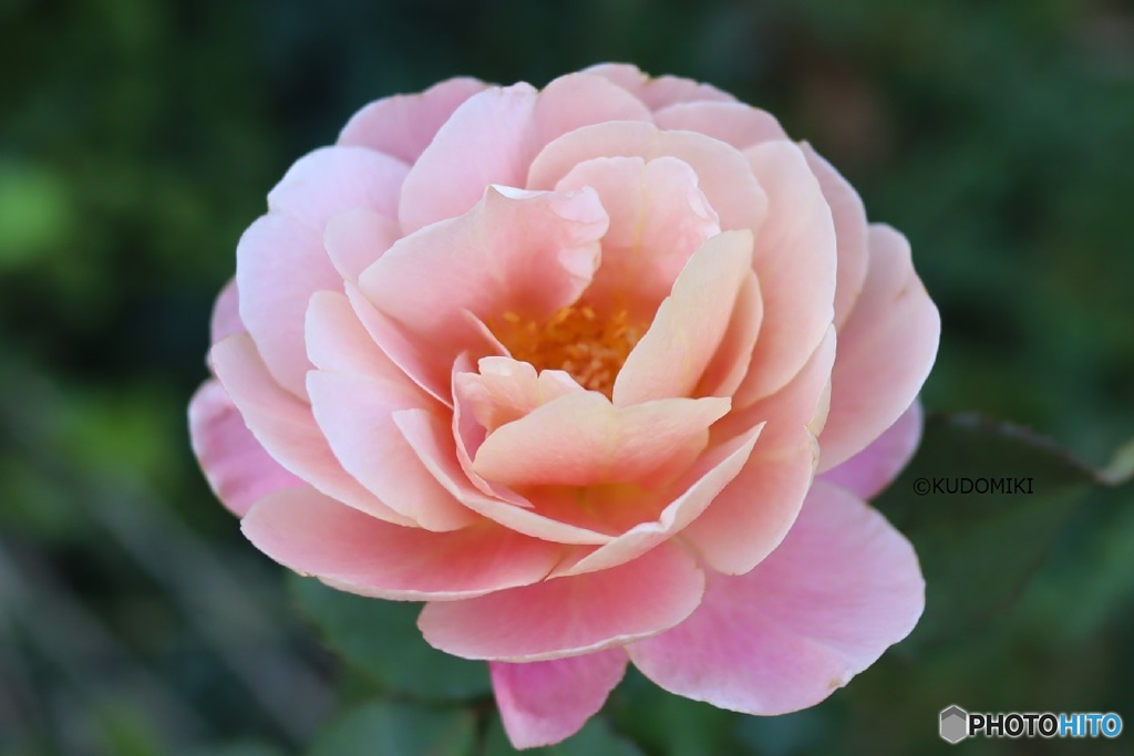 秋の薔薇