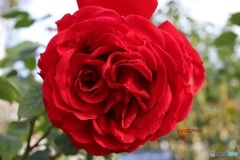 秋が終わっても薔薇