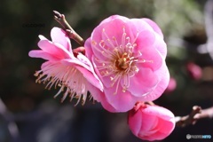 梅の花
