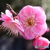 梅の花