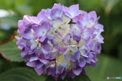 紫陽花