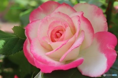 春薔薇