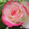春薔薇
