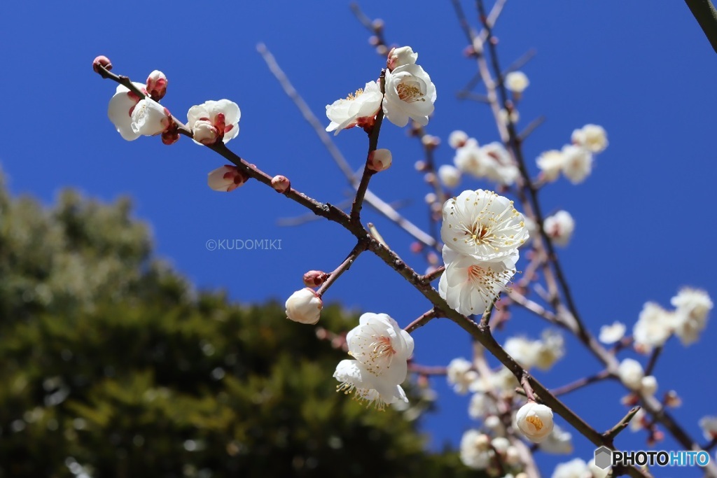 公園の小さい梅の木