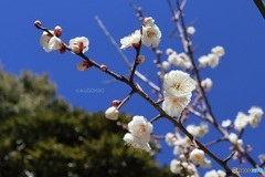 公園の小さい梅の木