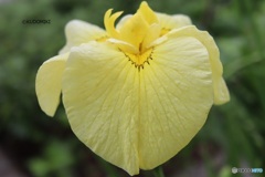 黄花菖蒲