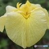 黄花菖蒲