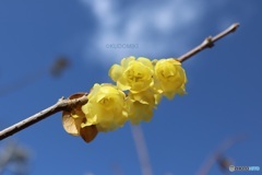 身を寄せ合うかのように