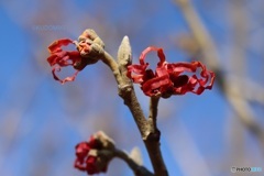 濃い赤のマンサク