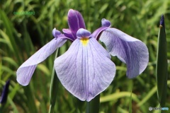 花菖蒲