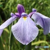 花菖蒲