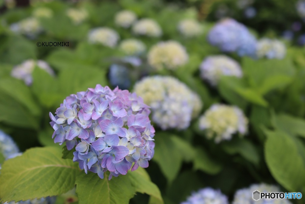 紫陽花