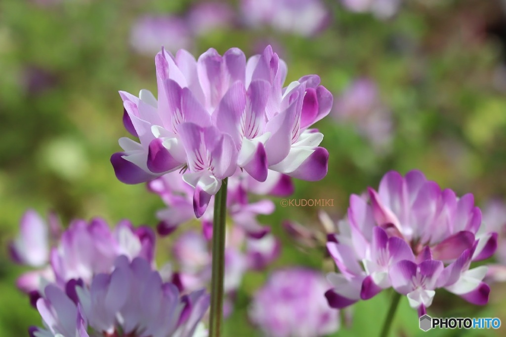 蓮華草の小さな野原