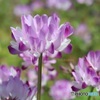 蓮華草の小さな野原