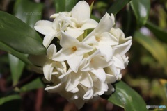 沈丁花