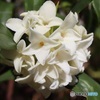 沈丁花