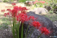 日本庭園の彼岸花