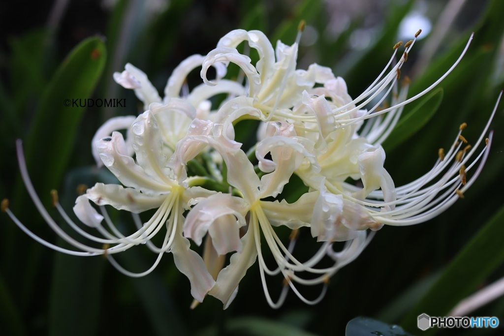 白花曼殊沙華