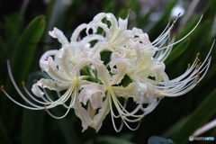 白花曼殊沙華