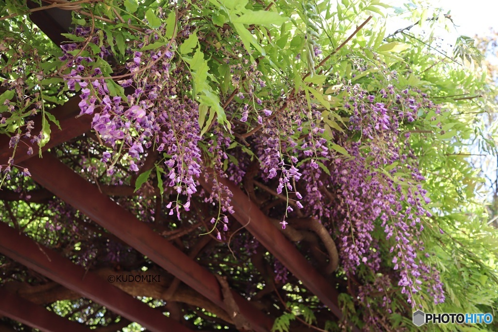 藤の花が見ごろ