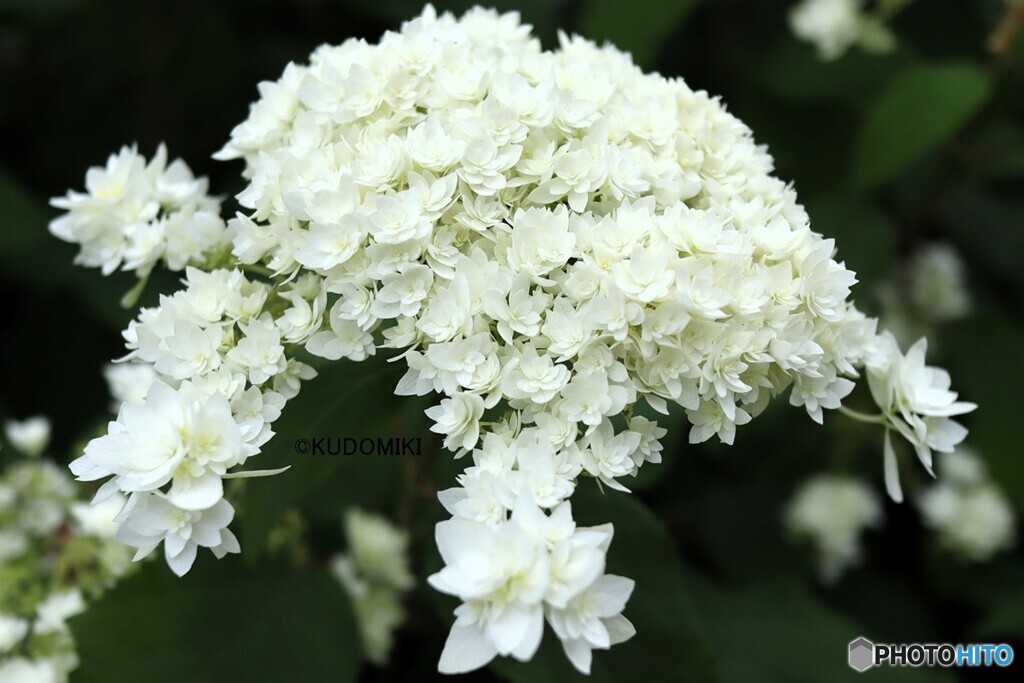 紫陽花